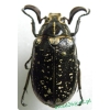 Polyphylla fullo Linnaeus, 1758 male Wałkarz lipczyk